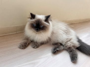 Cat Café MOFF グランベリーパーク店に投稿された画像（2025/10/20）