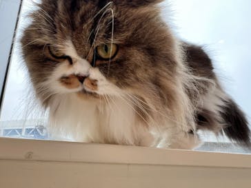 Cat Café MOFF グランベリーパーク店に投稿された画像（2025/10/20）