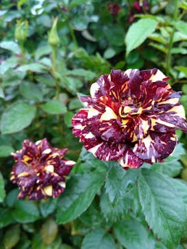 横浜イングリッシュガーデンに投稿された画像（2025/10/20）