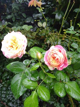 横浜イングリッシュガーデンに投稿された画像（2025/10/20）