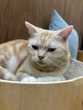 Cat Café MOFF イオンモール木曽川店に投稿された画像（2025/10/20）
