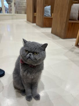 Cat Café MOFF イオンモール木曽川店に投稿された画像（2025/10/20）