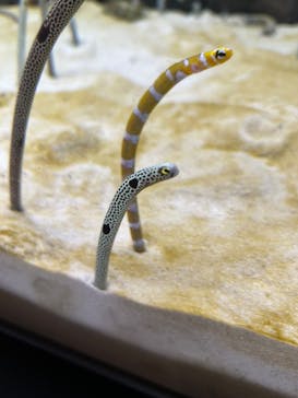 京都水族館に投稿された画像（2025/10/20）