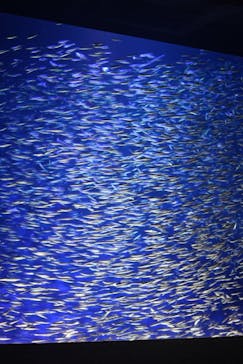 大分マリーンパレス水族館 「うみたまご」に投稿された画像（2025/10/20）