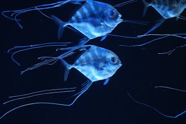 大分マリーンパレス水族館 「うみたまご」に投稿された画像（2025/10/20）