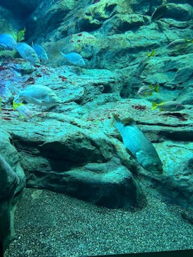 大分マリーンパレス水族館 「うみたまご」に投稿された画像（2025/10/20）