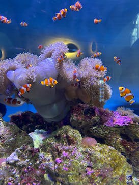 大分マリーンパレス水族館 「うみたまご」に投稿された画像（2025/10/20）
