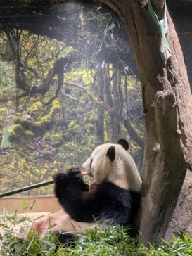恩賜上野動物園に投稿された画像（2025/10/20）