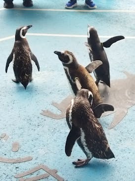 のとじま水族館に投稿された画像（2025/10/20）