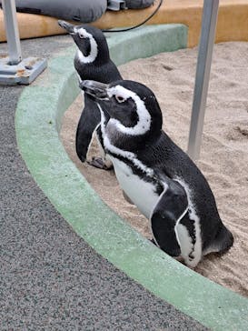 大分マリーンパレス水族館 「うみたまご」に投稿された画像（2025/10/20）