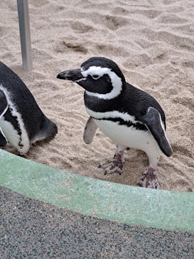 大分マリーンパレス水族館 「うみたまご」に投稿された画像（2025/10/20）