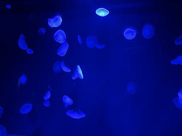 サンシャイン水族館に投稿された画像（2025/10/20）