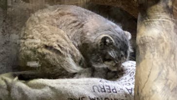 恩賜上野動物園に投稿された画像（2025/10/20）