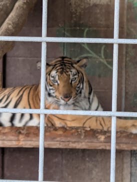 しろとり動物園に投稿された画像（2025/10/20）