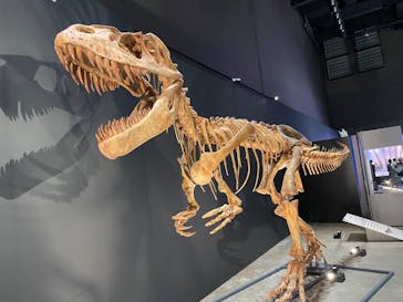 福井県立恐竜博物館に投稿された画像（2025/10/20）