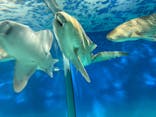 アクアワールド茨城県大洗水族館に投稿された画像（2025/10/21）