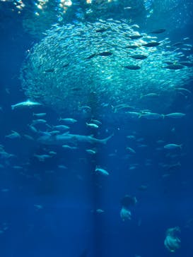 アクアワールド茨城県大洗水族館に投稿された画像（2025/10/21）
