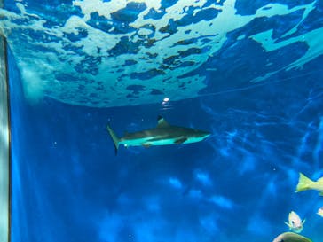 アクアワールド茨城県大洗水族館に投稿された画像（2025/10/21）