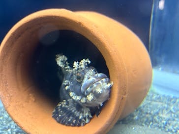 横浜・八景島シーパラダイス　プレジャーランドに投稿された画像（2025/10/21）