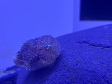 横浜・八景島シーパラダイス　プレジャーランドに投稿された画像（2025/10/21）