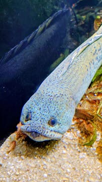 カワスイ 川崎⽔族館に投稿された画像（2025/10/21）