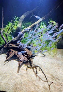 カワスイ 川崎⽔族館に投稿された画像（2025/10/21）