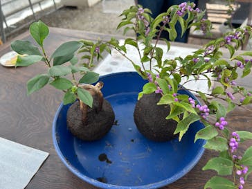 倉敷グリーンファームに投稿された画像（2025/10/21）