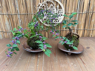 倉敷グリーンファームに投稿された画像（2025/10/21）