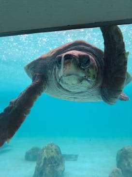沖縄美ら海水族館に投稿された画像（2025/10/21）