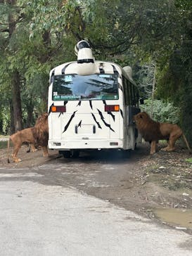 群馬サファリパークに投稿された画像（2025/10/21）