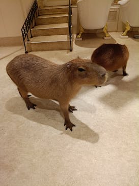 アニタッチららぽーと名古屋みなとアクルスに投稿された画像（2025/10/21）