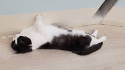 Cat Café MOFF 水戸オーパ店に投稿された画像（2025/10/21）