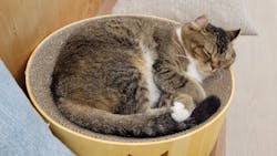 Cat Café MOFF 水戸オーパ店に投稿された画像（2025/10/21）