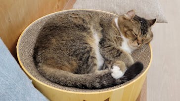 Cat Café MOFF 水戸オーパ店に投稿された画像（2025/10/21）
