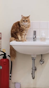 Cat Café MOFF 水戸オーパ店に投稿された画像（2025/10/21）