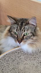 Cat Café MOFF 水戸オーパ店に投稿された画像（2025/10/21）