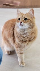 Cat Café MOFF 水戸オーパ店に投稿された画像（2025/10/21）