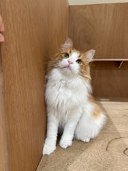 Cat Café MOFF 仙台PARCO店に投稿された画像（2025/10/21）