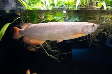 カワスイ 川崎⽔族館に投稿された画像（2025/10/21）