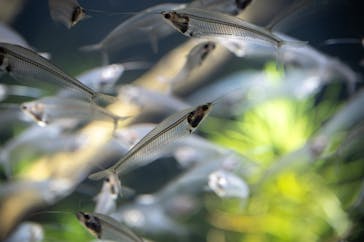 カワスイ 川崎⽔族館に投稿された画像（2025/10/21）