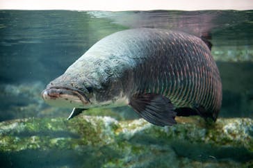 カワスイ 川崎⽔族館に投稿された画像（2025/10/21）
