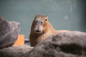 カワスイ 川崎⽔族館に投稿された画像（2025/10/21）