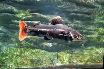 カワスイ 川崎⽔族館に投稿された画像（2025/10/21）