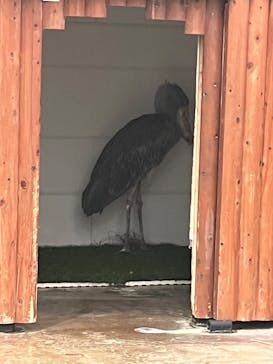 掛川花鳥園に投稿された画像（2025/10/21）