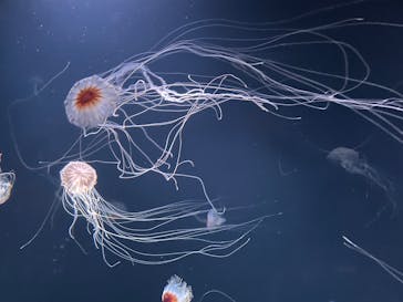 サンシャイン水族館に投稿された画像（2025/10/21）