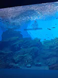 仙台うみの杜水族館に投稿された画像（2025/10/21）