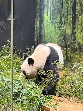 恩賜上野動物園に投稿された画像（2025/10/21）