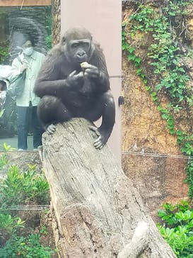 恩賜上野動物園に投稿された画像（2025/10/21）