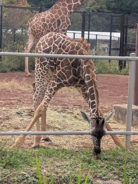 こども動物自然公園（埼玉県公園緑地協会）に投稿された画像（2025/10/21）