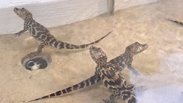 熱川バナナワニ園に投稿された画像（2025/10/21）